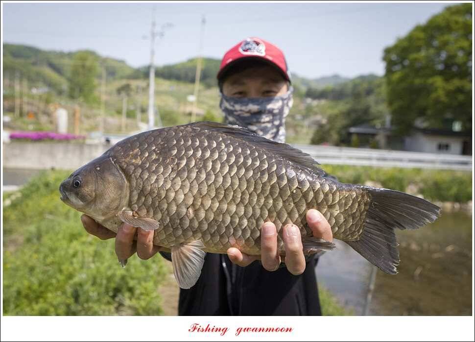 추평지 504 cm485 cm화곡지돌감실리곡 조황 (조황조행기 - 특파원조황)