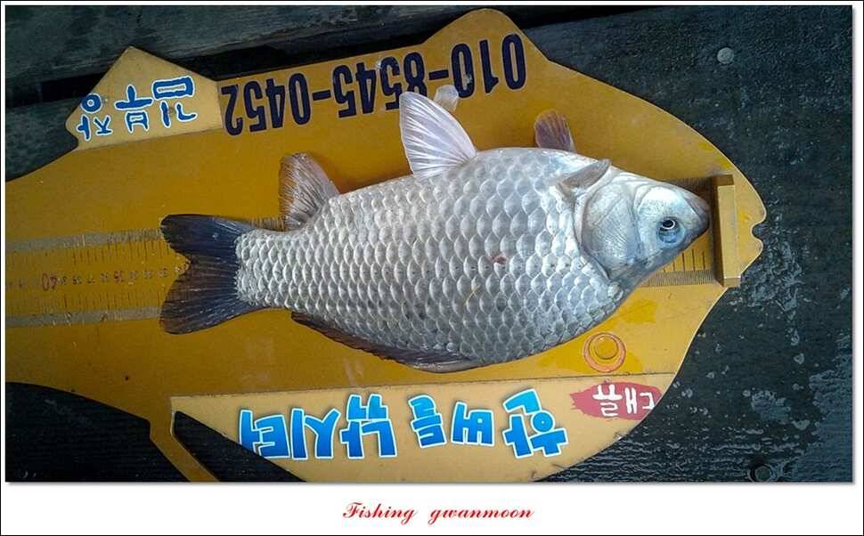 한버들 사짜 및 월척 조황 (조황조행기 - 특파원조황)