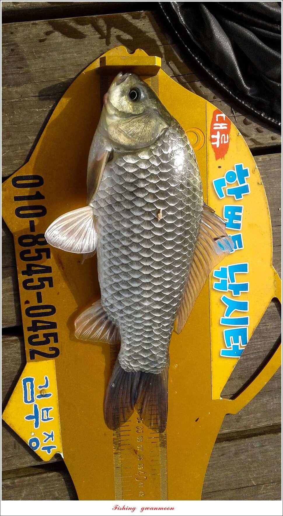 돌감 사짜한버들실리곡청풍 신리 월척 조황 소식 (조황조행기 - 특파원조황)