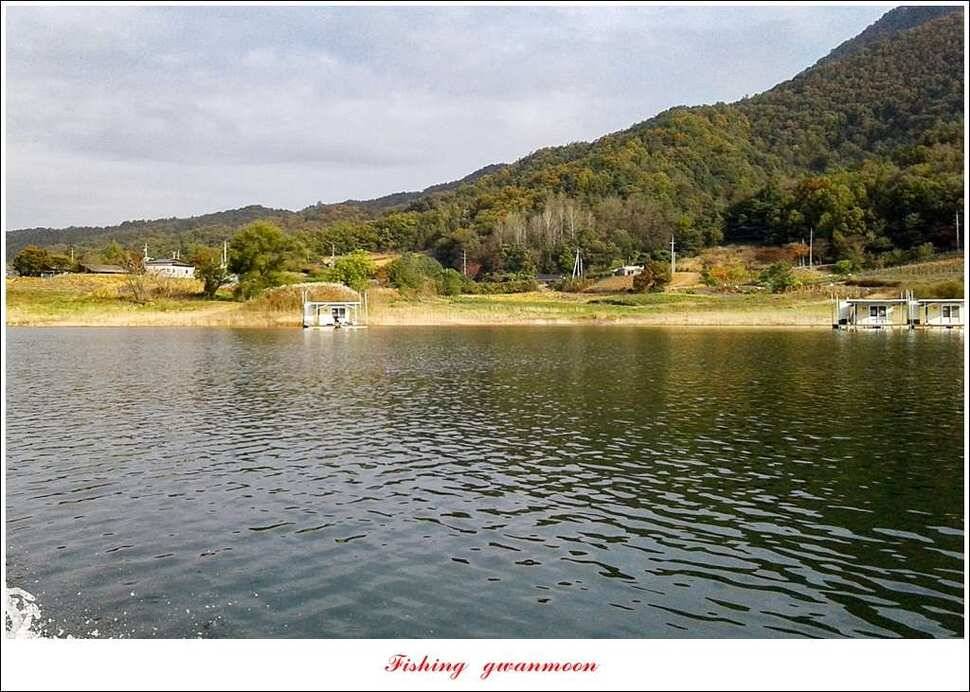 한버들 허리급실리곡 월척 및 마릿수 조황 (조황조행기 - 특파원조황)