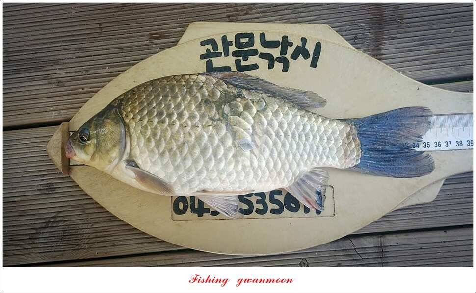 신매 허리급 3 수한버들달천강 마릿수 월척 조황 (조황조행기 - 특파원조황)