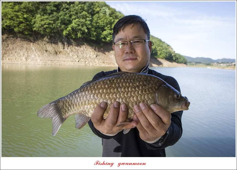 청풍 신리 42 cm칠성지 44 cm한버들 월척 조황 (조황조행기 - 특파원조황)
