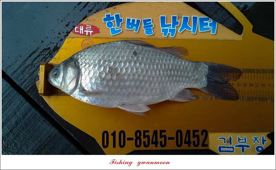 칠성지 435 cm화곡지 월척한버들 월척 (조황조행기 - 특파원조황)