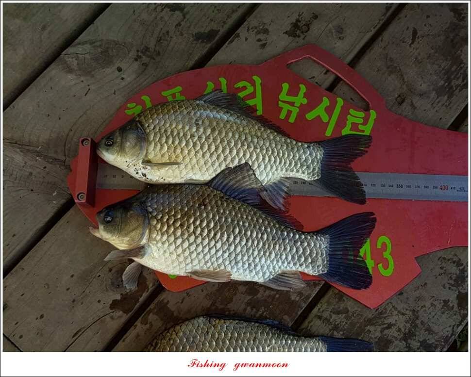 종점청풍 신리소이지 43 cm매전지 조황 (조황조행기 - 특파원조황)