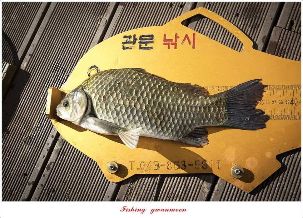 병호실리곡달천강 월척 및 마릿수 조황 (조황조행기 - 특파원조황)