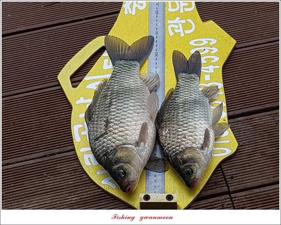 추평지 504 cm485 cm화곡지돌감실리곡 조황 (조황조행기 - 특파원조황)