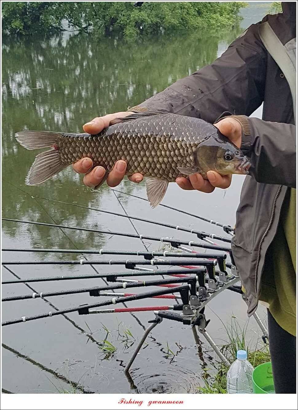 추평지 504 cm485 cm화곡지돌감실리곡 조황 (조황조행기 - 특파원조황)