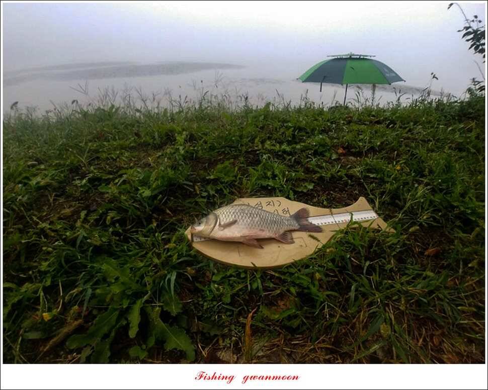 실리곡칠성지 월척 조황 (조황조행기 - 특파원조황)