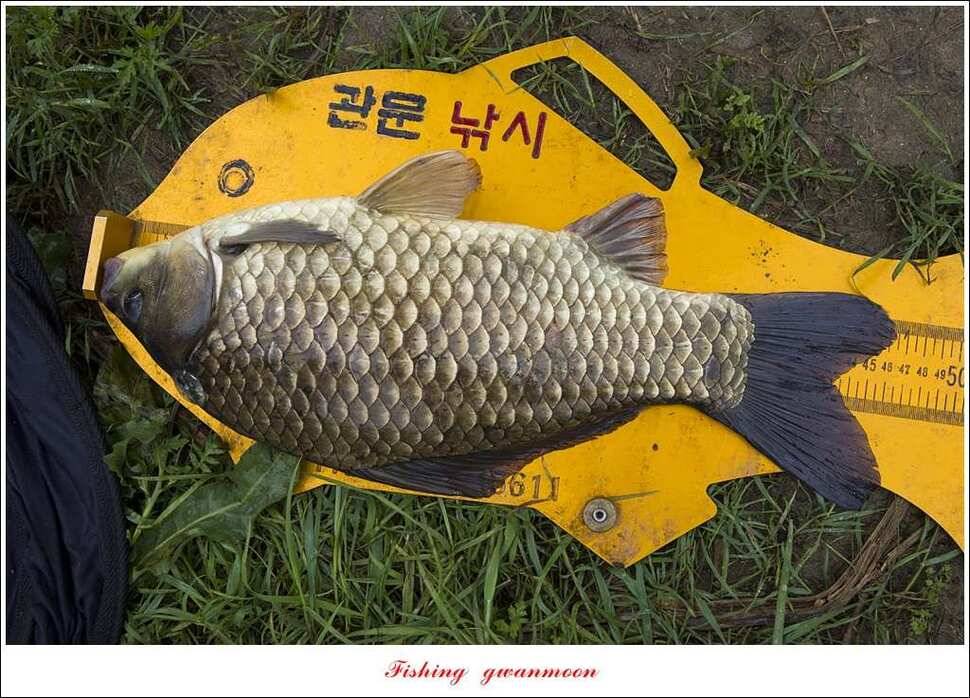 추평 465 cm칠성지 사짜충주호 조황 (조황조행기 - 특파원조황)