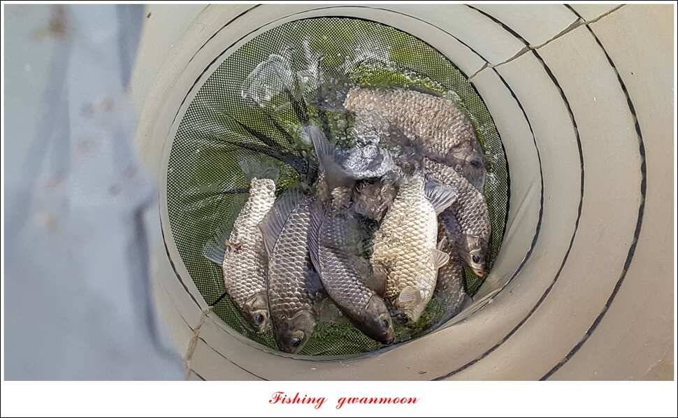 돌감 사짜한버들실리곡청풍 신리 월척 조황 소식 (조황조행기 - 특파원조황)