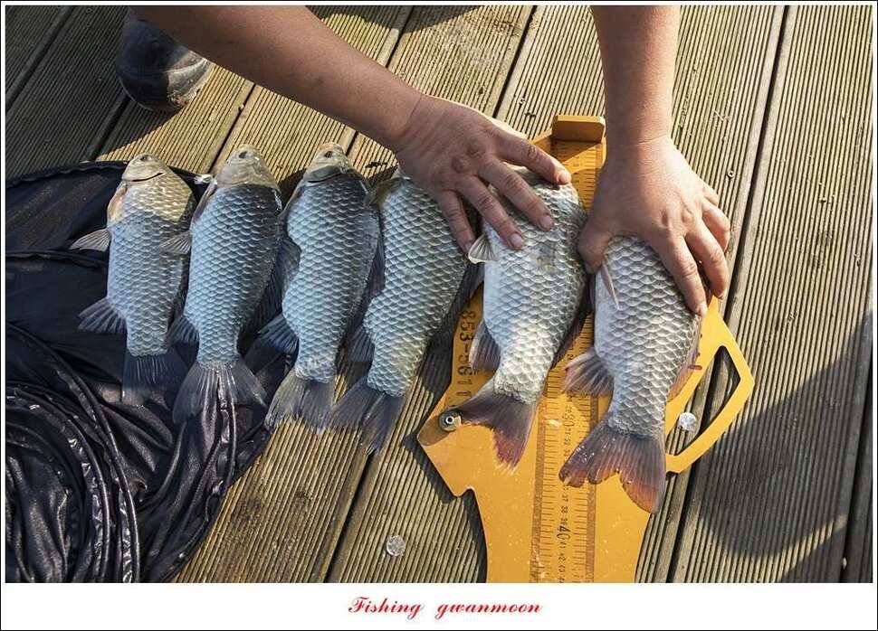 병호 44 cm38 cm솔 37 cm 외 마릿수 월척 조황 (조황조행기 - 특파원조황)