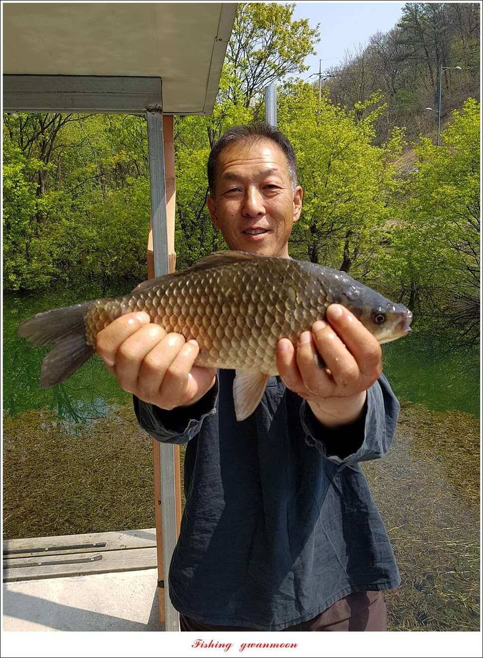 실리곡 사짜화곡지 사짜한버들 38cm 조황 (조황조행기 - 특파원조황)