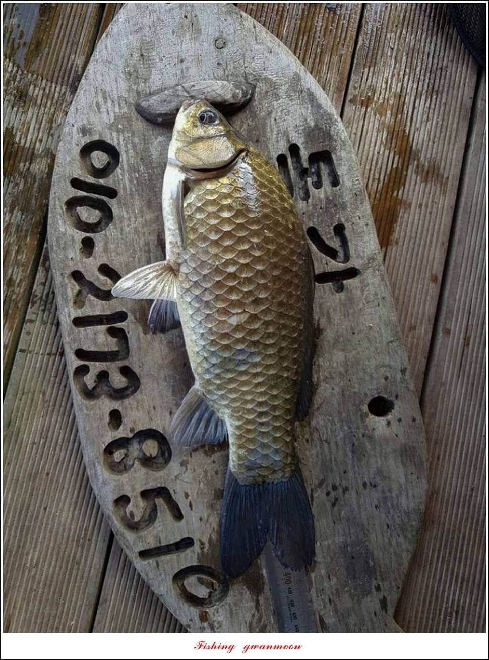 돌감 40 cm40 cm신리 42 cm 화곡지 사짜 조황 (조황조행기 - 특파원조황)