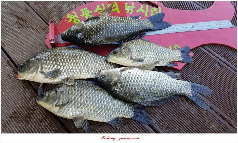 서유석 장어청풍 신리실리곡 허리급 월척 조황 (조황조행기 - 특파원조황)
