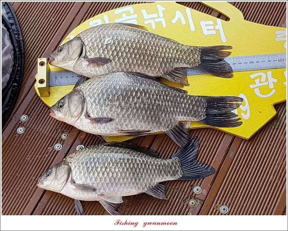 신매 혹부리 445 cm병호 41 cm실리곡한버들두무소 월척 조황 (조황조행기 - 특파원조황)