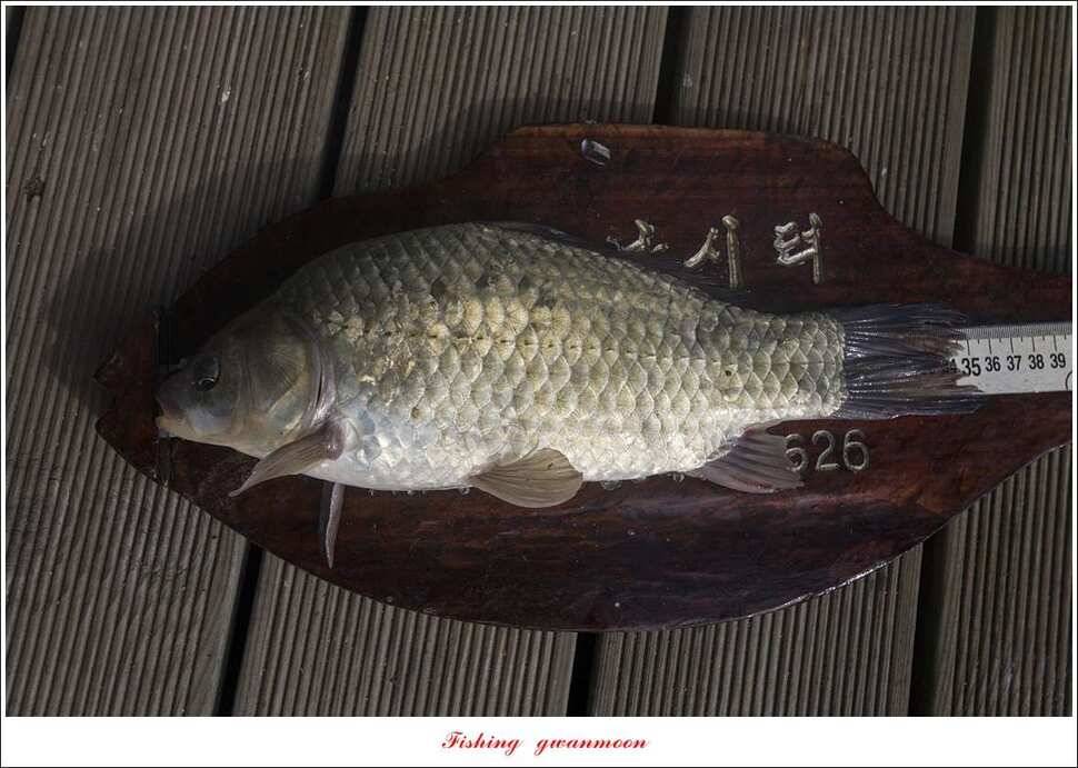 신매 42 cm 혹부리 대물돌감신리실리곡 월척 조황 (조황조행기 - 특파원조황)