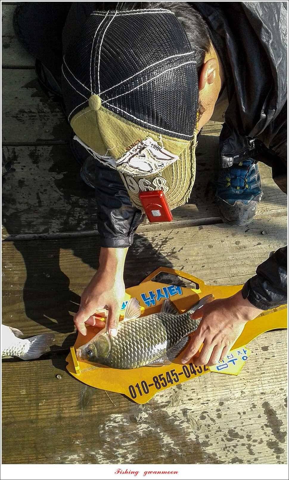 한버들 허리급실리곡 월척 및 마릿수 조황 (조황조행기 - 특파원조황)