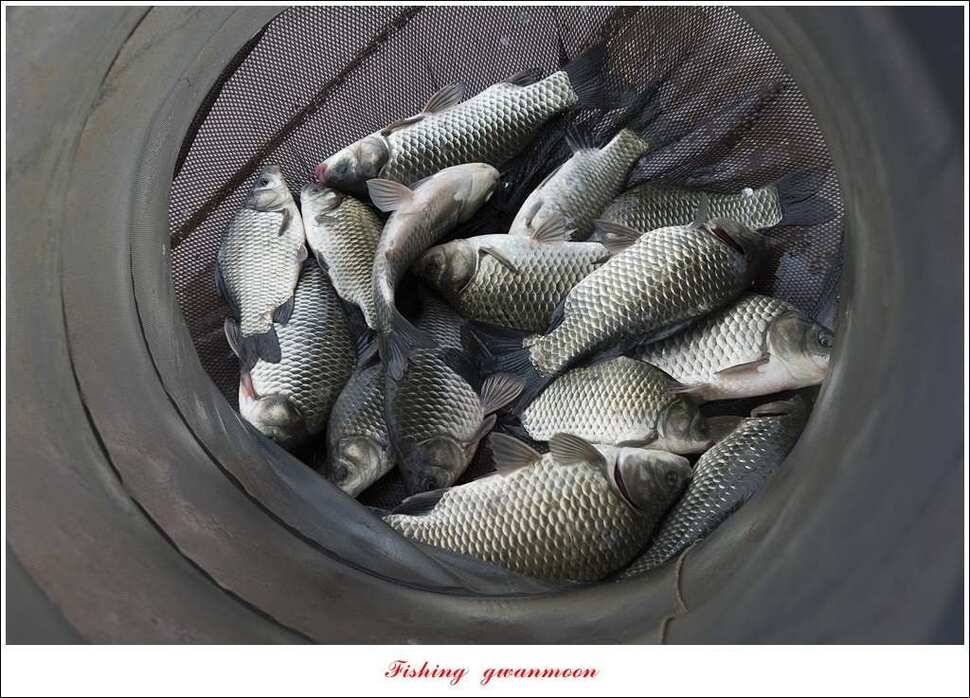 늘푸른실리곡한버들노지 조황 (조황조행기 - 특파원조황)