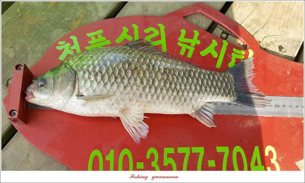 돌감 42 cm늘푸른한버들신리 허리급 월척 및 마릿수 조황 (조황조행기 - 특파원조황)