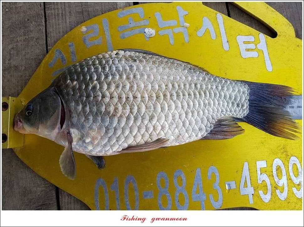 한버들 405 cm제일 39 cm실리곡 월척 및 마릿수 노지 조황 (조황조행기 - 특파원조황)
