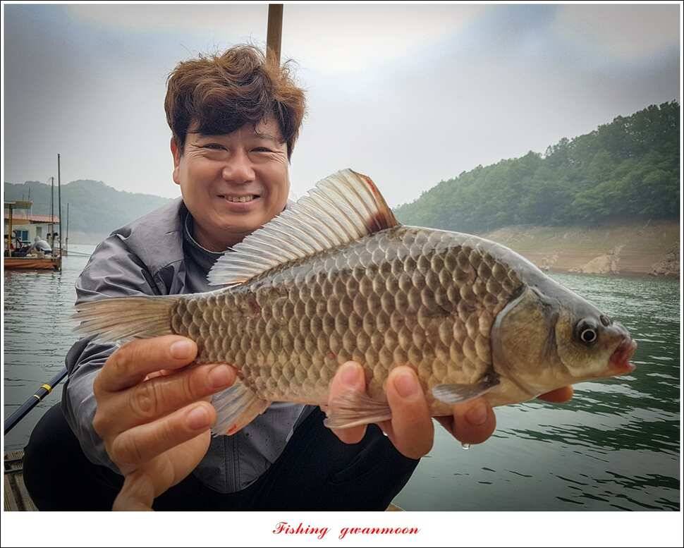늘푸른한버들화곡지 조황 (조황조행기 - 특파원조황)