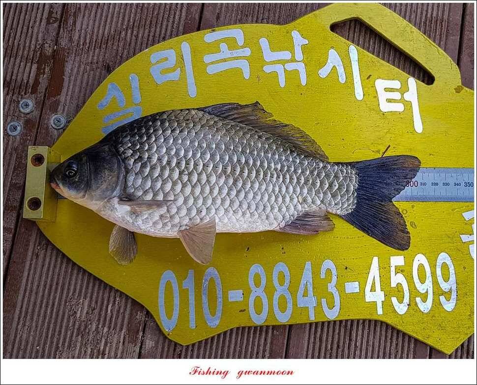 신매 허리급실리곡한버들 월척 및 마릿수 조황 (조황조행기 - 특파원조황)