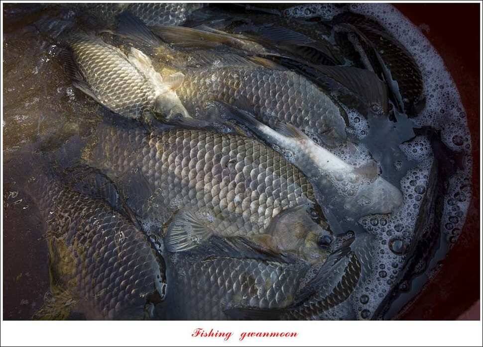 한버들 45 cm 외 사짜사짜 대박 (조황조행기 - 특파원조황)