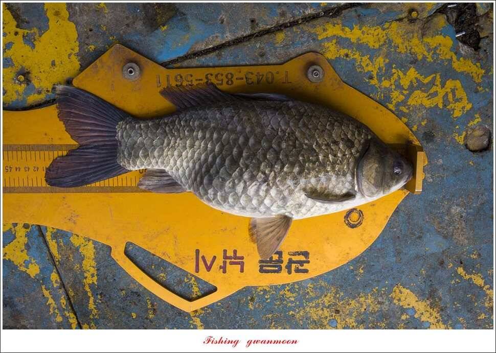 신리 46cm41cm병호 41cm돌감 40 cm (조황조행기 - 특파원조황)