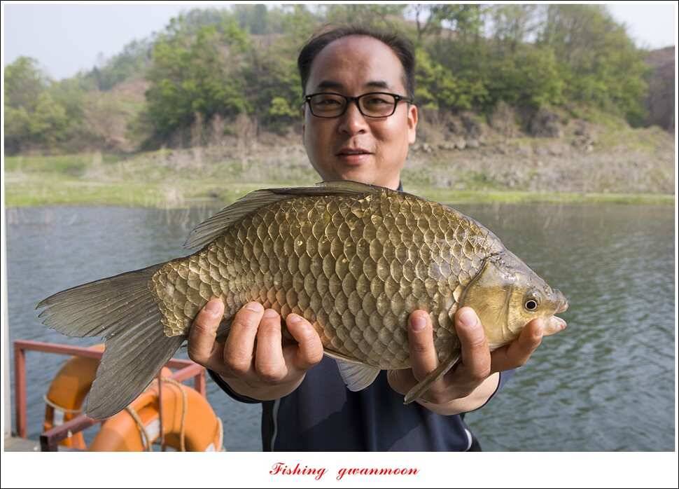 신매 사짜추평지 483 cm (조황조행기 - 특파원조황)