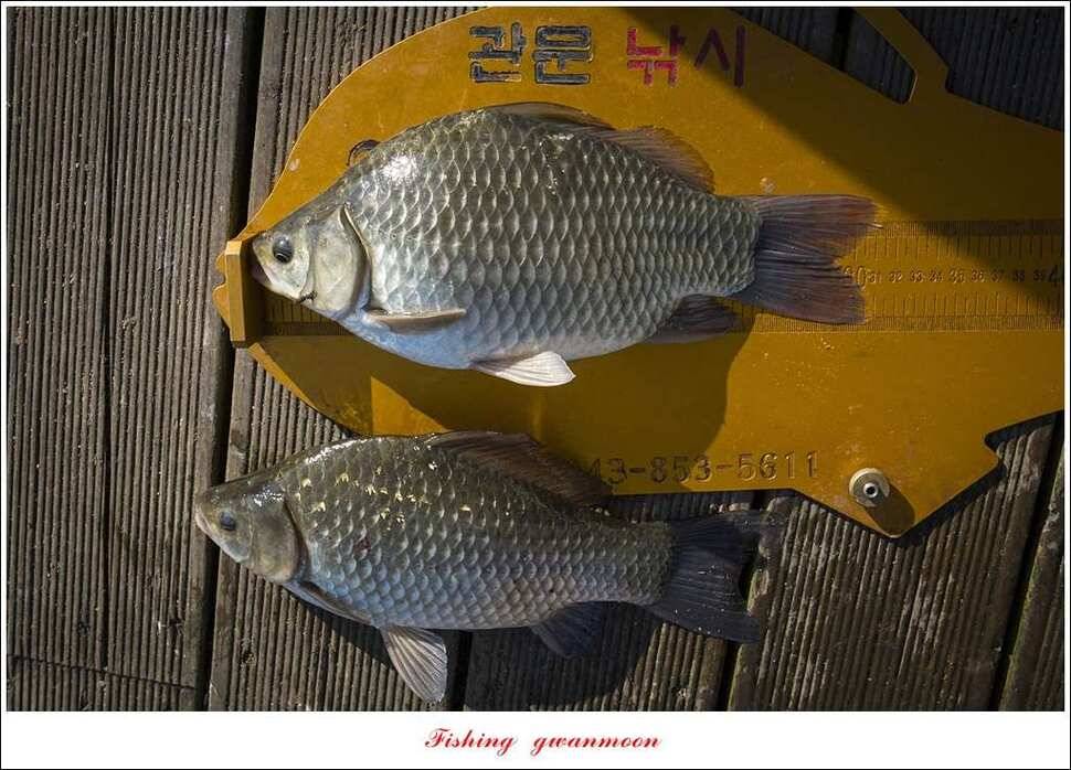 제일 385 cm38 cm신매 35 cm한버들 월척 조황 (조황조행기 - 특파원조황)