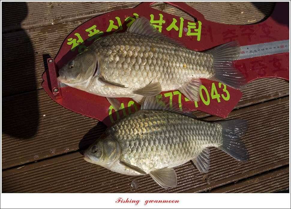 한버들 455 cm청풍 신리 사짜 및 월척 대박실리곡 월척 조황 (조황조행기 - 특파원조황)