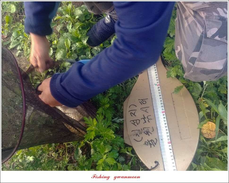 청풍 신리 사짜 및 마릿수 월척칠성지 월척 조황 (조황조행기 - 특파원조황)