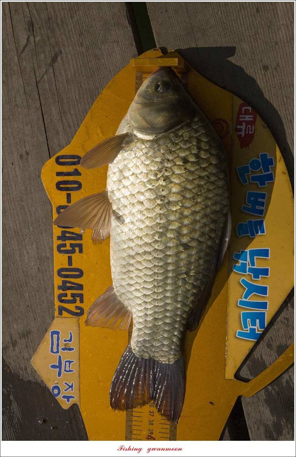 화곡지한버들돌감실리곡신매 조황 (조황조행기 - 특파원조황)