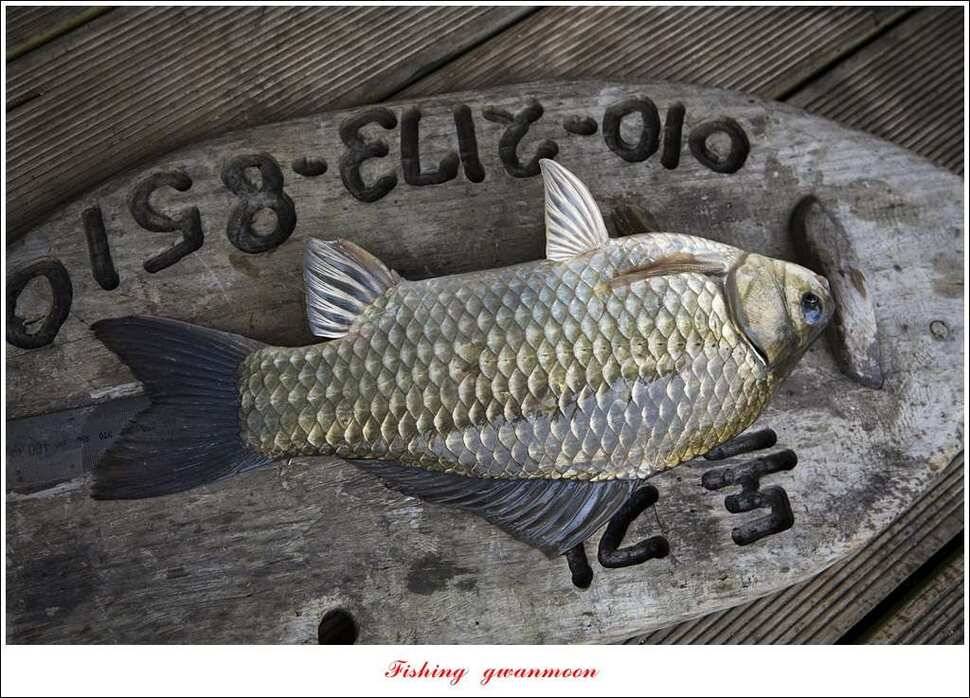 돌감 좌대 38 cm (조황조행기 - 특파원조황)