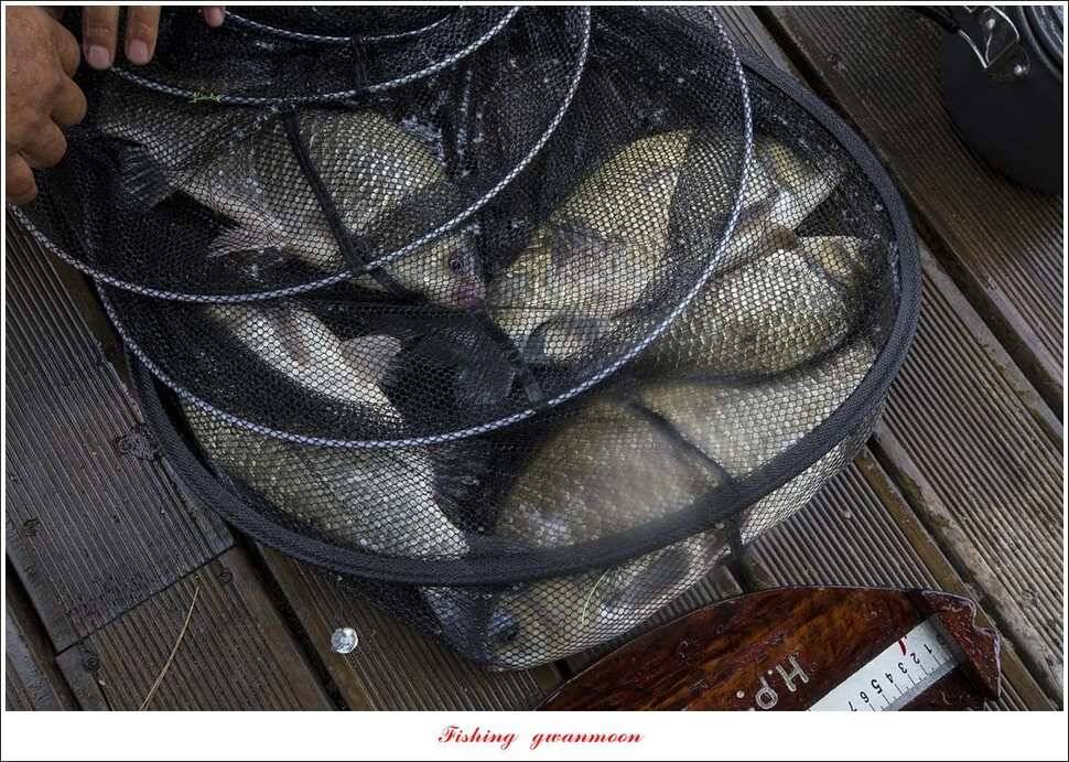 신매 42 cm돌감신리실리곡제일화곡지 조황 (조황조행기 - 특파원조황)