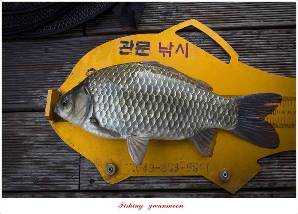 신매 42 cm 돌감 허리급한버들실리곡달천강 월척 조황 (조황조행기 - 특파원조황)