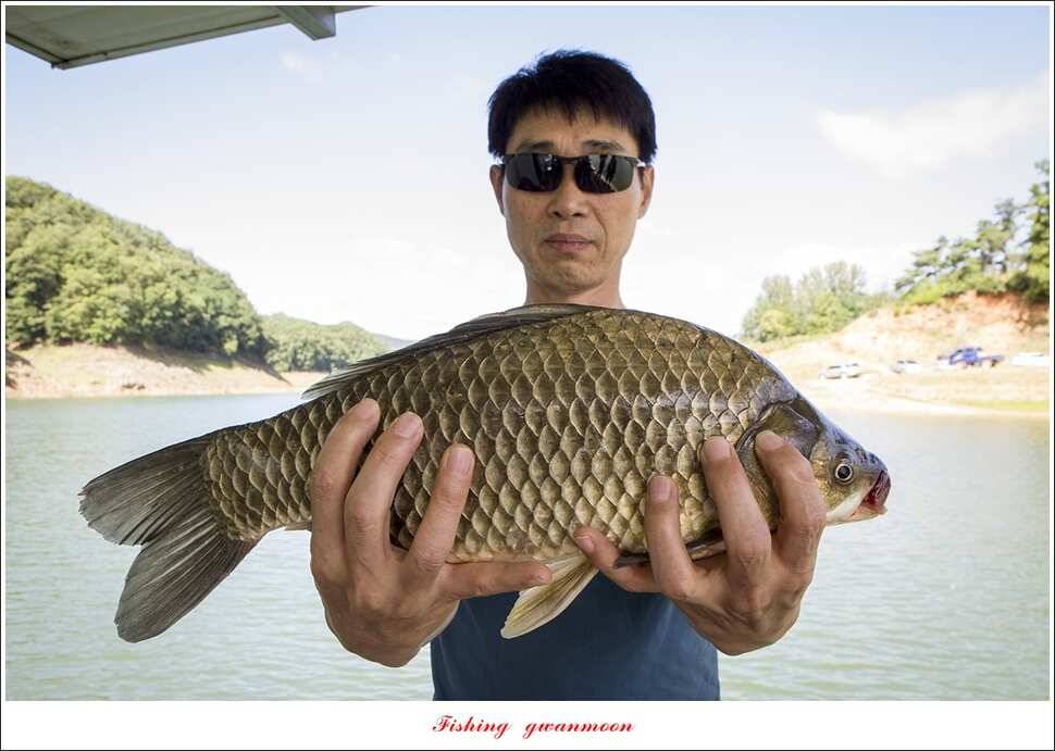 신리 46cm41cm병호 41cm돌감 40 cm (조황조행기 - 특파원조황)