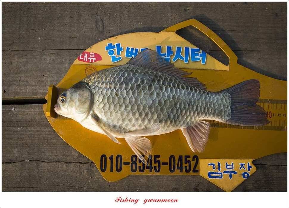 실리곡 사짜한버들 사짜 (조황조행기 - 특파원조황)