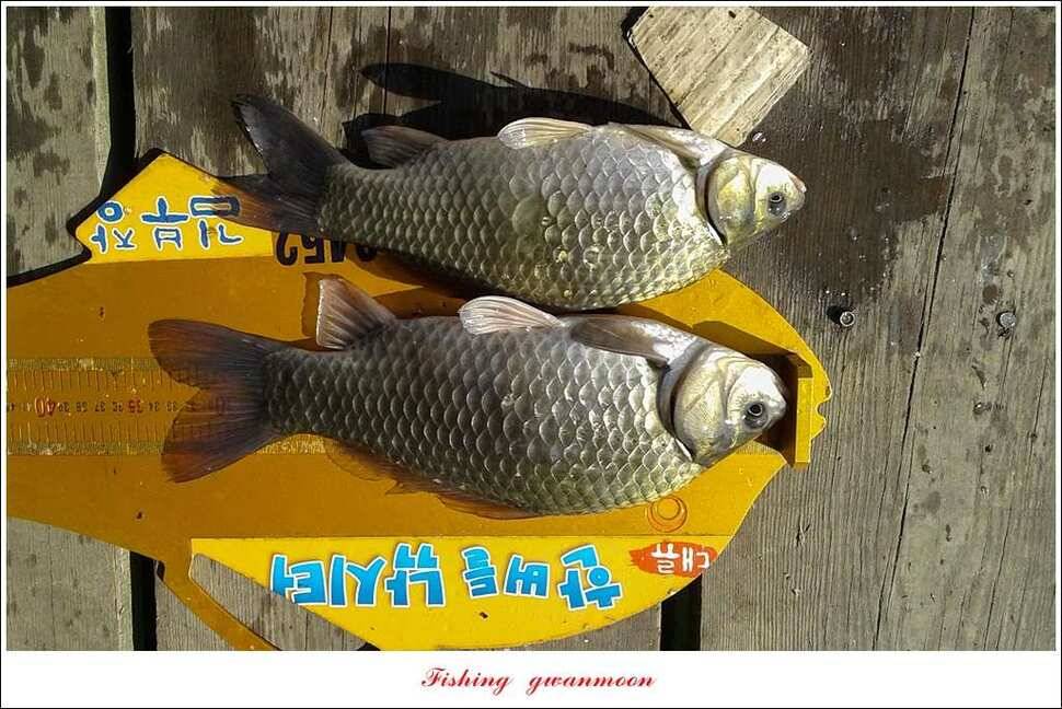 신매 혹부리 43 cm한버들 월척 조황 (조황조행기 - 특파원조황)