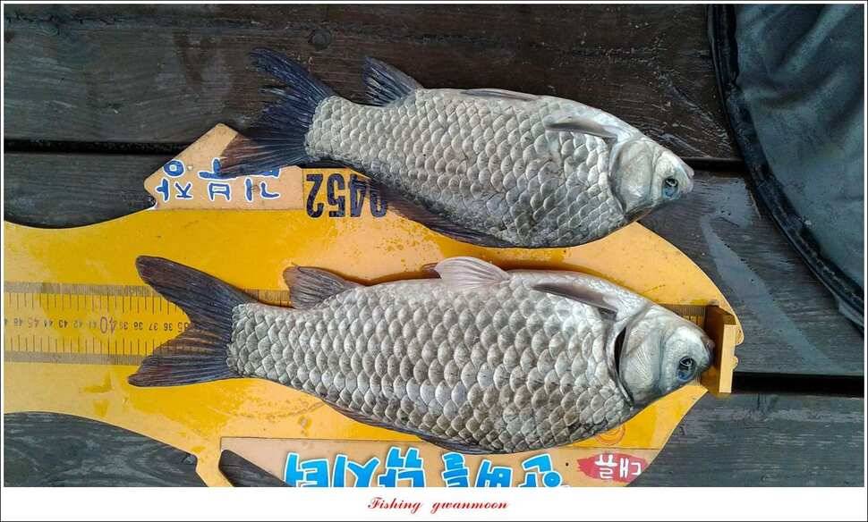 추평지 사짜병호 38 cm돌감한버들 실리곡 월척 조황 (조황조행기 - 특파원조황)