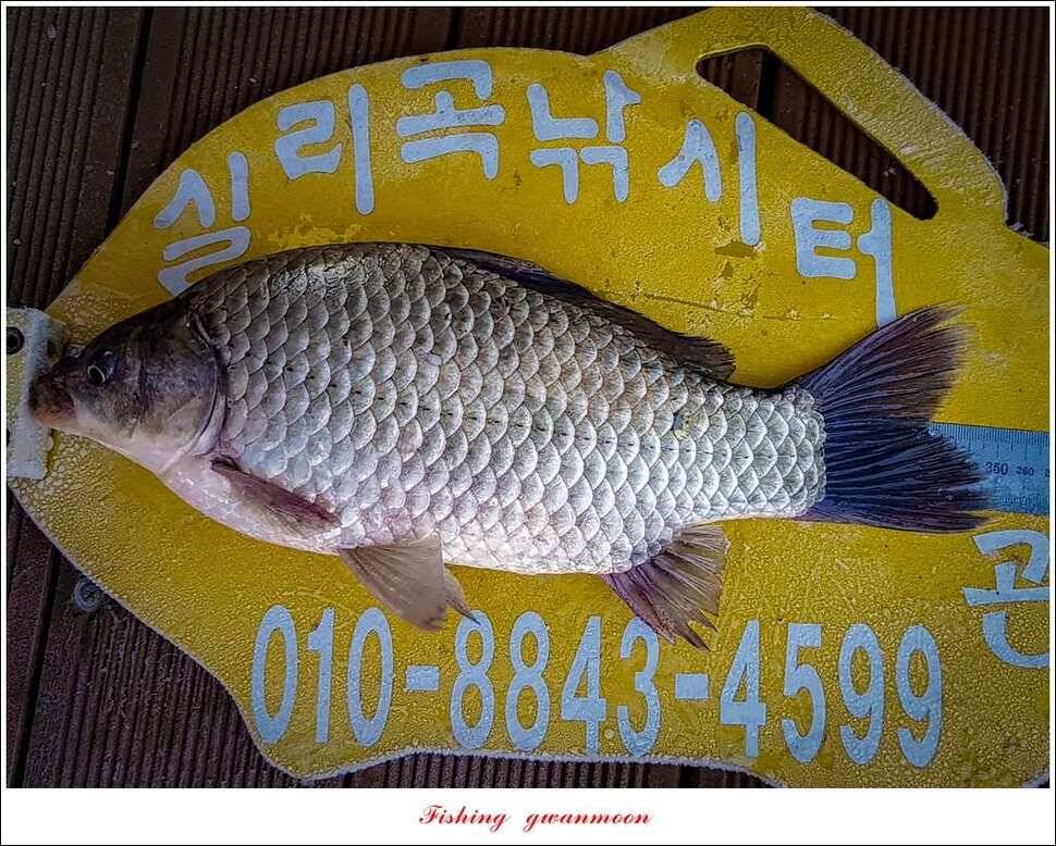 실리곡 허리급 월척 조황 (조황조행기 - 특파원조황)