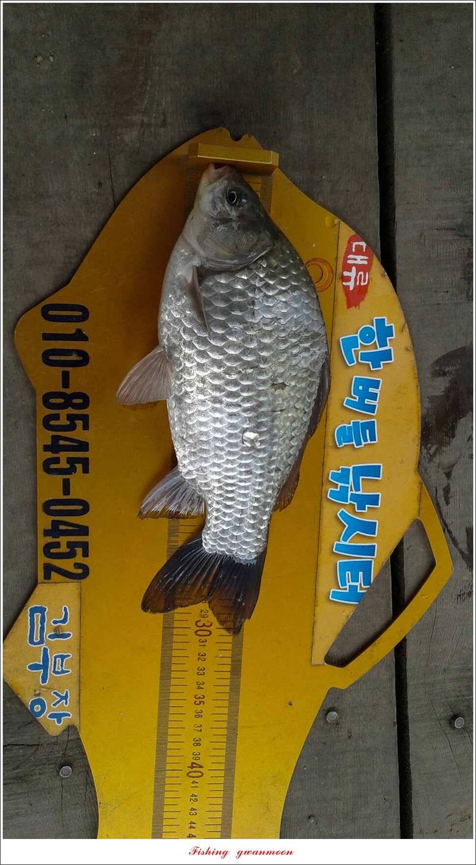 돌감한버들실리곡제일 월척 조황 (조황조행기 - 특파원조황)
