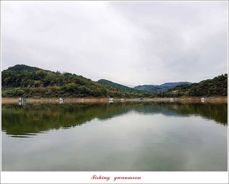 신매실리곡 월척 및 마릿수 조황 (조황조행기 - 특파원조황)
