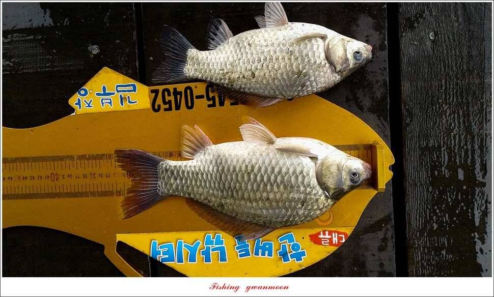 추평지 사짜병호 38 cm돌감한버들 실리곡 월척 조황 (조황조행기 - 특파원조황)