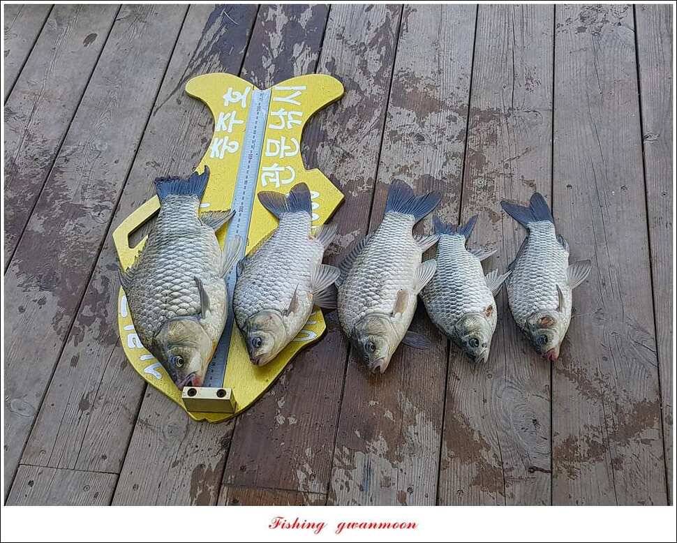 돌감 사짜한버들실리곡청풍 신리 월척 조황 소식 (조황조행기 - 특파원조황)