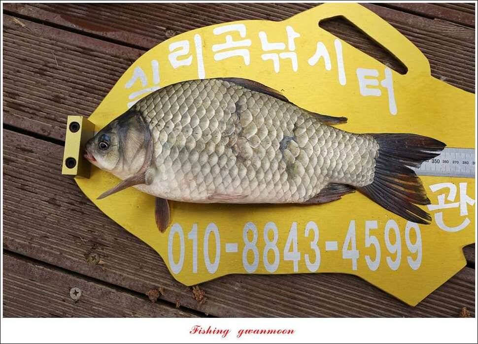 칠성지 사짜실리곡 월척 및 마릿수 조황 (조황조행기 - 특파원조황)
