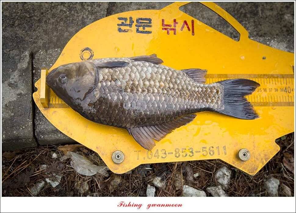 충주괴산권 조황 (조황조행기 - 특파원조황)