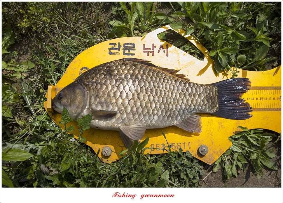 추평지 504 cm485 cm화곡지돌감실리곡 조황 (조황조행기 - 특파원조황)