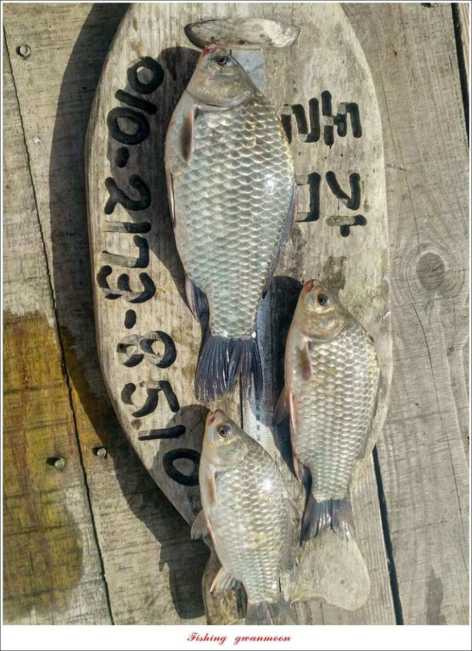 돌감 사짜한버들실리곡청풍 신리 월척 조황 소식 (조황조행기 - 특파원조황)