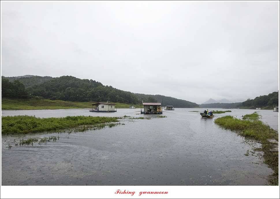 신매 42 cm돌감신리실리곡제일화곡지 조황 (조황조행기 - 특파원조황)